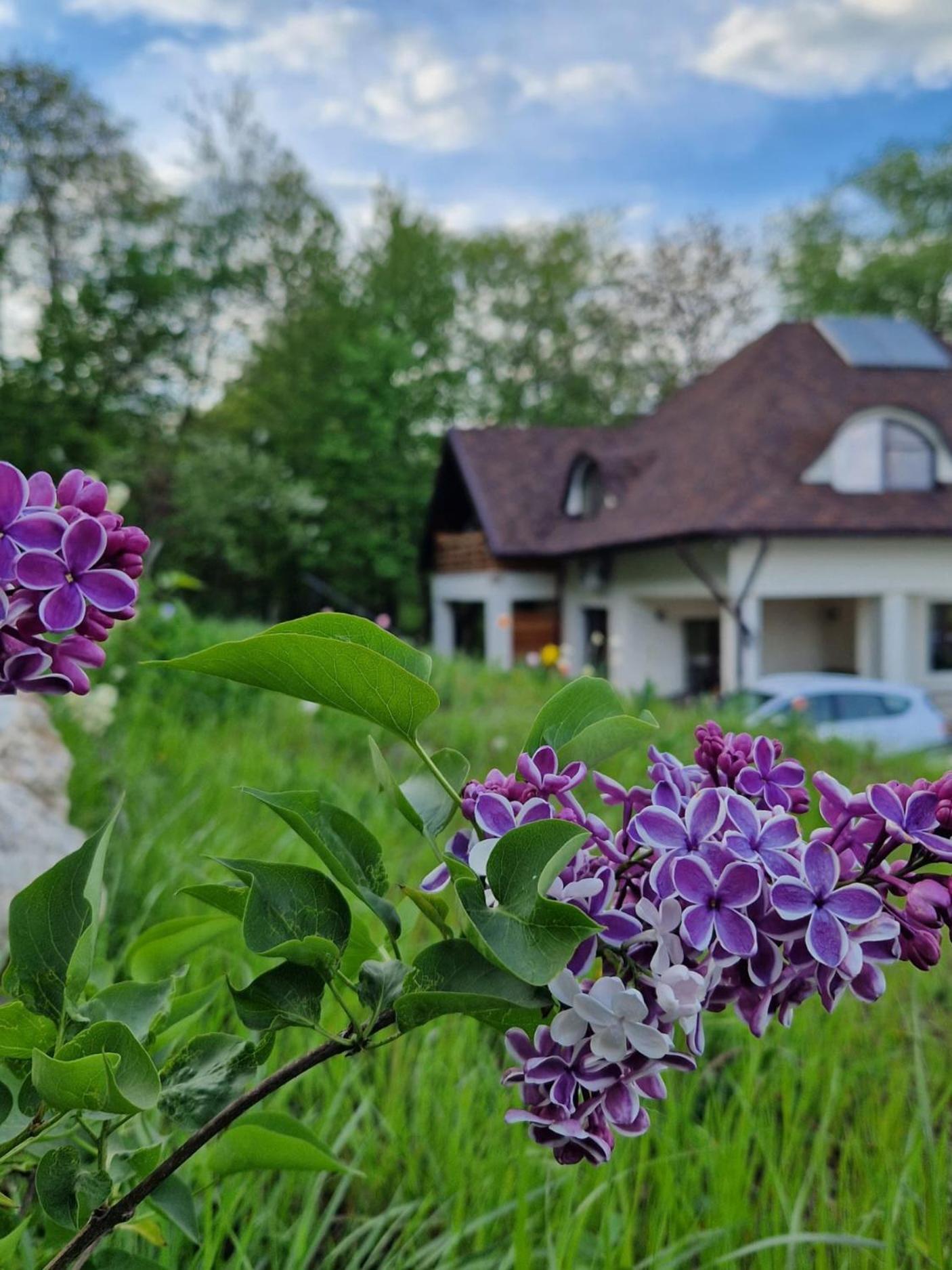 Provence Suceava Hotel Exterior photo