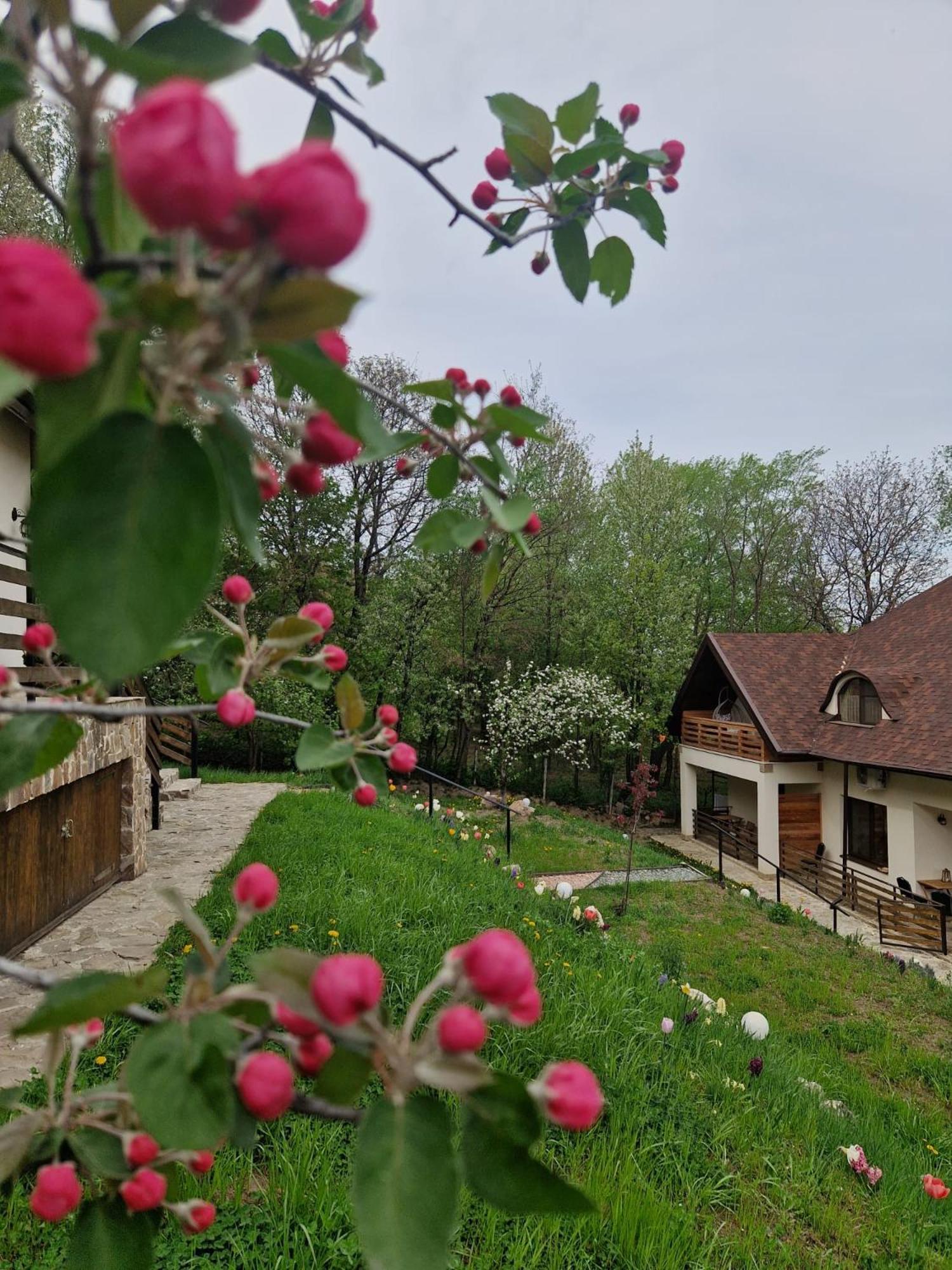 Provence Suceava Hotel Exterior photo